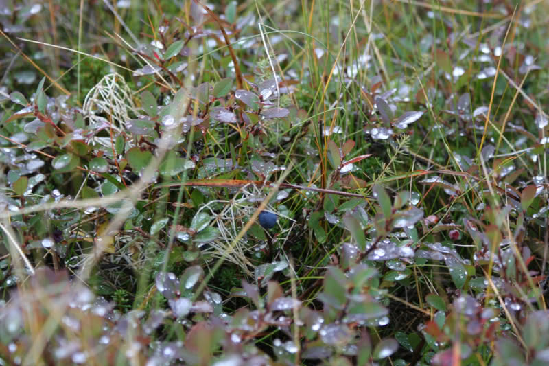 Wild Icelandic bluebberries